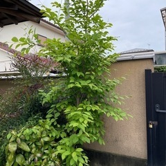 植木　3メートル