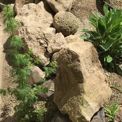 自然石、庭石