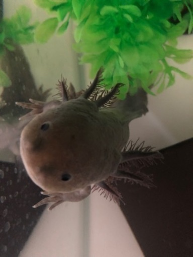 ウーパールーパーmix幼生 特別価格あり アカッチ 津田沼のその他の中古あげます 譲ります ジモティーで不用品の処分