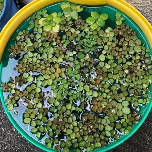 浮草 水草メダカ 金魚飼育に Frog Eye 打出の生活雑貨の中古あげます 譲ります ジモティーで不用品の処分