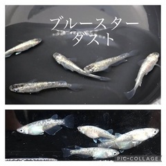 ブルースターダストメダカの幼魚〜若魚