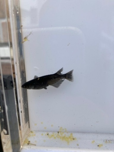 メダカ選別外オロチとブラックダイヤの掛け合せ4匹 オカメ 弘明寺のおもちゃの中古あげます 譲ります ジモティーで不用品の処分