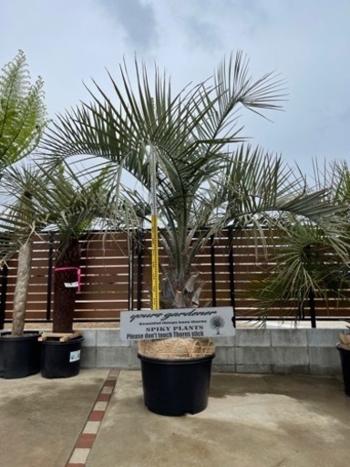 ココスヤシ、配送＋植え込み費コミコミ2メートル級！幹しっかり！