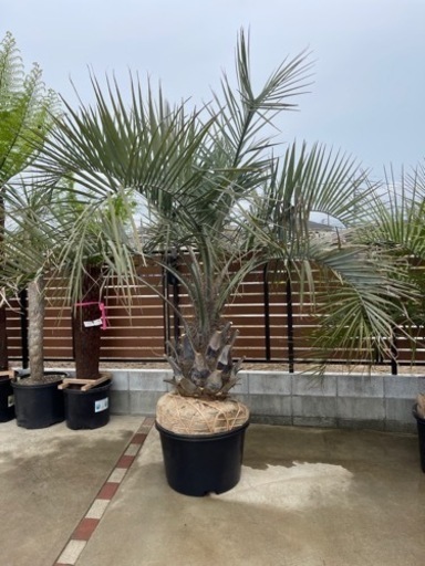 ココスヤシ　5m前後 ココスヤシ、配送＋植え込み費コミコミ2メートル級！幹しっかり！