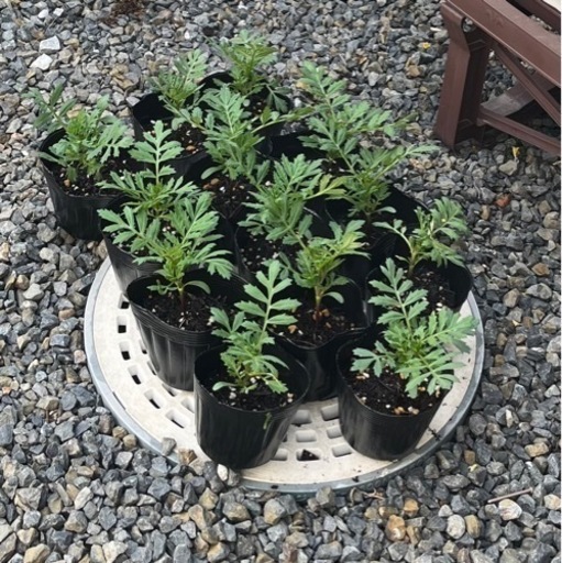 お取引中マリーゴールド苗お譲りします まき 鈴鹿サーキット稲生のその他の中古あげます 譲ります ジモティーで不用品の処分