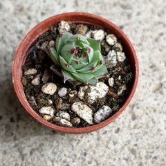 【多肉植物】カルカレウムニグラム 【センペルビウム】