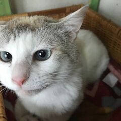 シャムミックスのメス猫ちゃん ワクチン接種・避妊手術等済んでます。