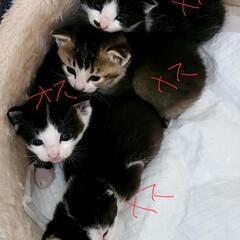 子猫4匹兄弟