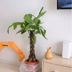 観葉植物セット　パキラ大きいサイズ