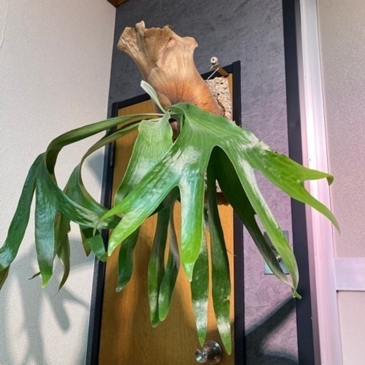 インテリア即戦力！　ビカクシダ大株　子株つき（観葉植物・熱帯植物）