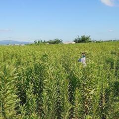 ☆草刈り、草引き、除草など☆小さなお庭から大きな空き地まで☆