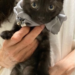 黒猫二姉妹、素敵なご縁がありました💓