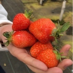 無事終了、いちご狩りツーリング🍓