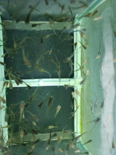 アクアリウムグッピーの稚魚15匹元気いっぱいですよ Piro 中浜の家具の中古あげます 譲ります ジモティーで不用品の処分 アクアリウムグッピーの稚魚15匹元気いっぱいですよ Piro 中浜の家具の中古あげます 譲ります ジモティーで不用品の処分
