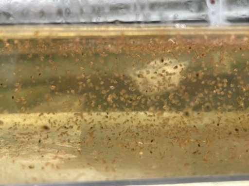 ミジンコ金魚 メダカ等の生き餌にどうぞ ひろひろ 上ノ太子のその他の中古あげます 譲ります ジモティーで不用品の処分