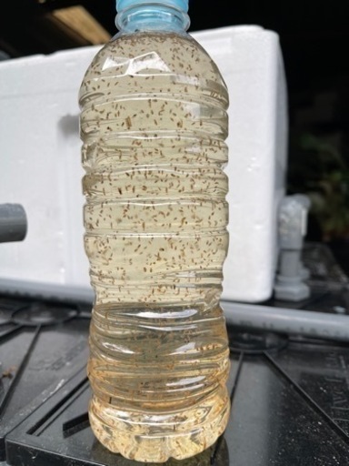 ミジンコ金魚 メダカ等の生き餌にどうぞ ひろひろ 上ノ太子のその他の中古あげます 譲ります ジモティーで不用品の処分