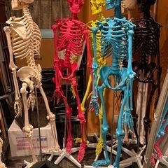 カラフル　人体模型 骨格模型 7ウェルネ 全身骨格 模型 等身大