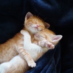 可愛い2匹の子猫ちゃん💕猫白血病が擬陽性です