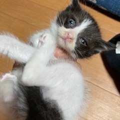 生後１ヶ月位の子猫です！ - 田原市