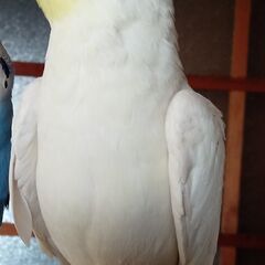 14ヵ月経過まだ諦めてません。迷子のオカメインコ探してください