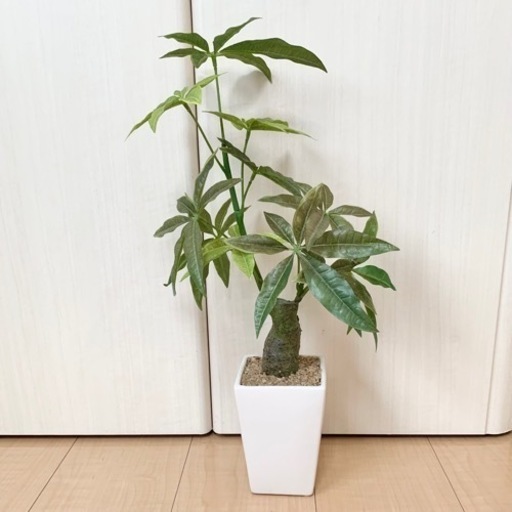 観葉植物パキラフェイク水やり不用 Belle 知立のインテリア雑貨 小物 置物 オブジェ の中古あげます 譲ります ジモティーで不用品の処分