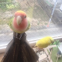 決定しました。セキセイインコ コザクラインコ