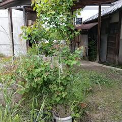 鉢植えの木
