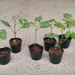 ムクナ豆の苗　新潟産　種　これから発芽時期　アルツハイマーのお薬の成分