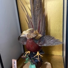 値下げ　金鶏鳥　　剥製