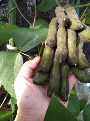 ジャックと豆の木ムクナ豆の種12粒新潟産今が発芽時期アルツハイマーのお薬の成分です わんの助 内野西が丘の家具の中古あげます 譲ります ジモティーで不用品の処分