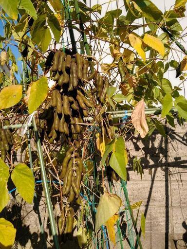 ジャックと豆の木ムクナ豆の種12粒新潟産今が発芽時期アルツハイマーのお薬の成分です わんの助 内野西が丘の家具の中古あげます 譲ります ジモティーで不用品の処分