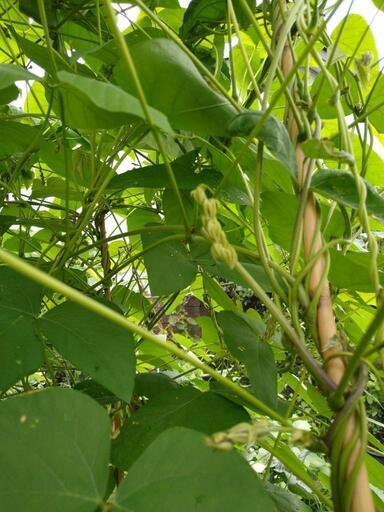 ジャックと豆の木ムクナ豆の種12粒新潟産今が発芽時期アルツハイマーのお薬の成分です わんの助 内野西が丘の家具の中古あげます 譲ります ジモティーで不用品の処分