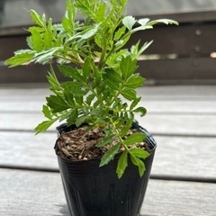 マリーゴールド10苗 ゆう 牛渕団地前のその他の中古あげます 譲ります ジモティーで不用品の処分