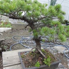 松の鉢植えを差し上げます