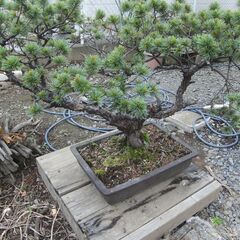 松の鉢植えを差し上げます（その２）