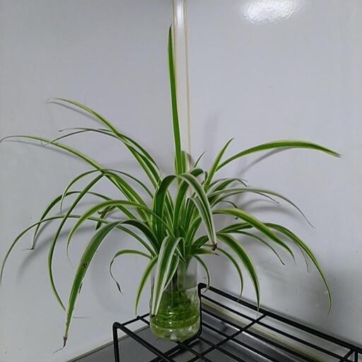 オリヅルラン水栽培観葉植物 星林檎 新狭山のその他の中古あげます 譲ります ジモティーで不用品の処分