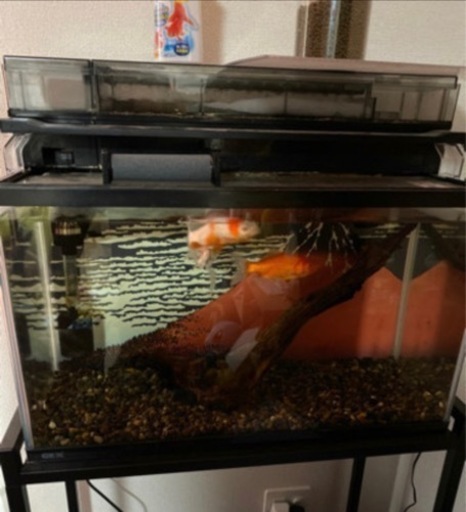 60cm水槽セット かずま 袖ケ浦のその他の中古あげます 譲ります ジモティーで不用品の処分
