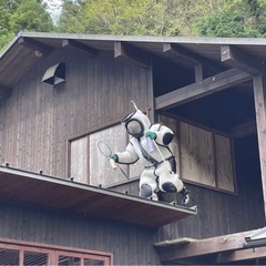 関西害虫駆除センター大阪　蜂駆除