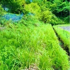 草刈り承ります! 名古屋市北部発‼︎ 草刈りボランティア‼︎