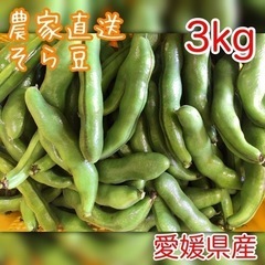 農家の直売　そら豆 3kg ソラマメ 空豆 蚕豆　②