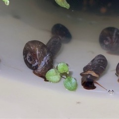 レッドラムズボーン差し上げます