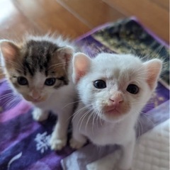 【徳之島で生まれ】仔猫のかぞく募集中！鹿児島新港にて譲渡可能です★