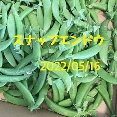 5/16 スナップエンドウ 無農薬 新鮮野菜 100円