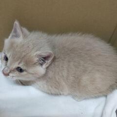 1ヶ月過ぎの赤ちゃんネコ、一匹 - 茂原市