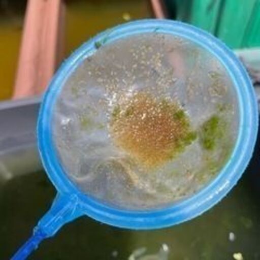 生ミジンコ金魚 メダカ 熱帯魚の餌に あーろん 野江内代のその他の中古あげます 譲ります ジモティーで不用品の処分