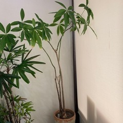 パキラ　170cm植木鉢高込み