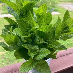 フレッシュ・ミント🌿 （50gぐらい、茎付き）🌿