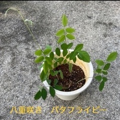 バタフライピー　苗　(八重咲き)