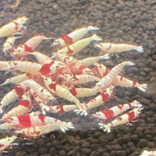 観賞用エビちゃん各種取り扱っております けんちゃん 奈良のその他の中古あげます 譲ります ジモティーで不用品の処分