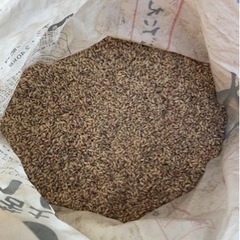 種もみ種籾＂3kg＂品種まっしぐら六戸町特産